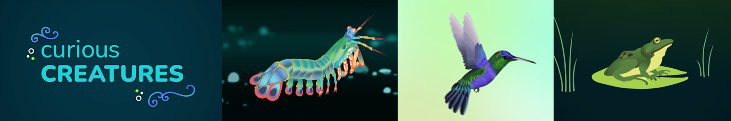 stills from an animal video including mantis shrimp, hummingbird, and frog