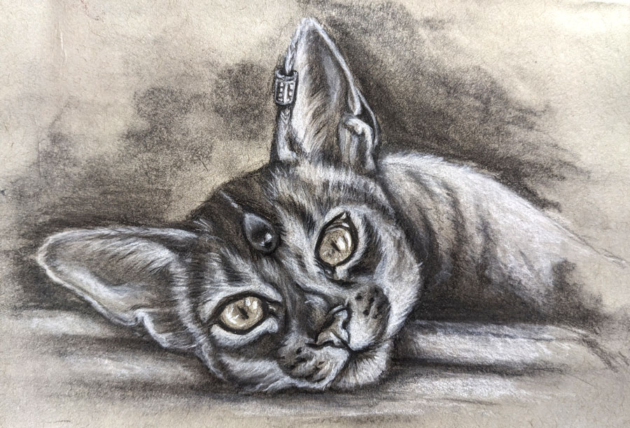 charcoal drawing of a cat with jewelry