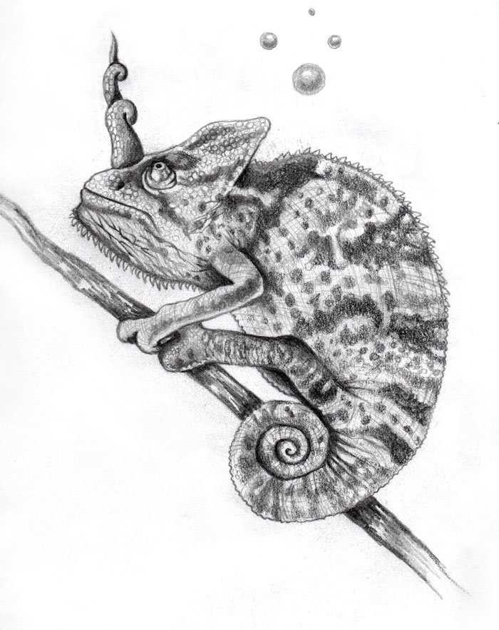 chameleon drawing