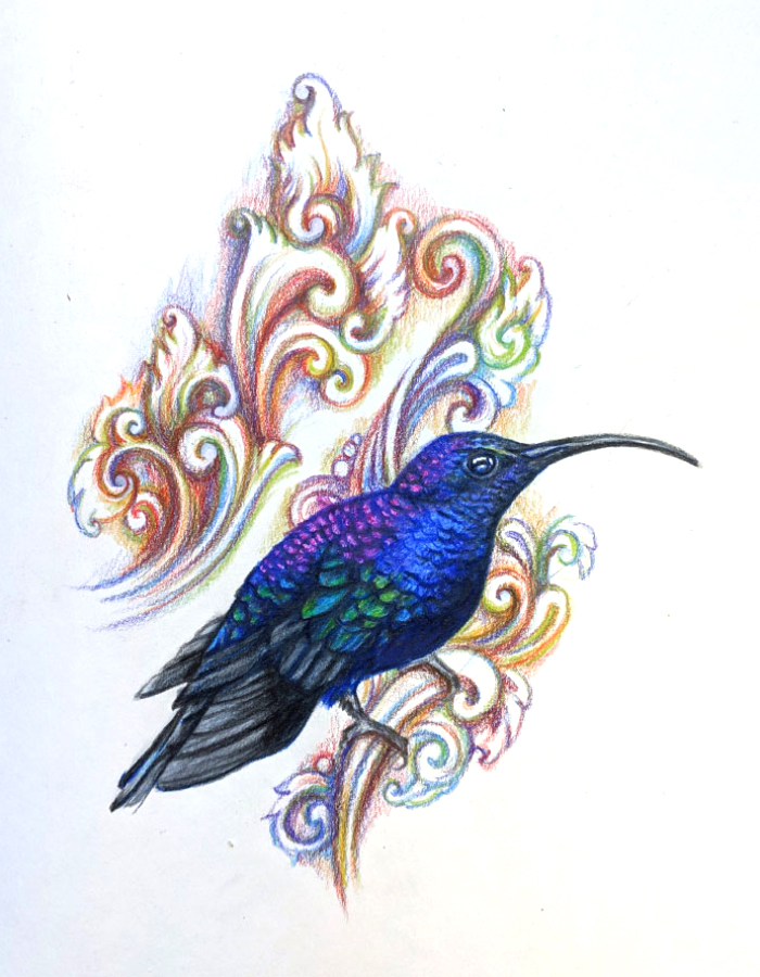 drawing of a hummingbird