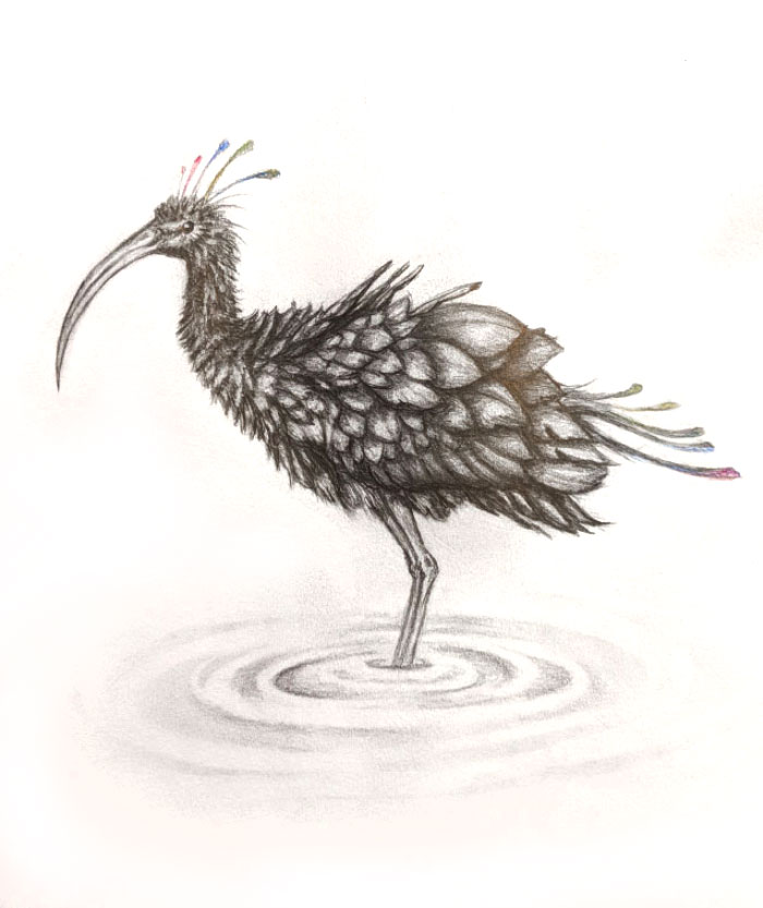 drawing of an ibis bird