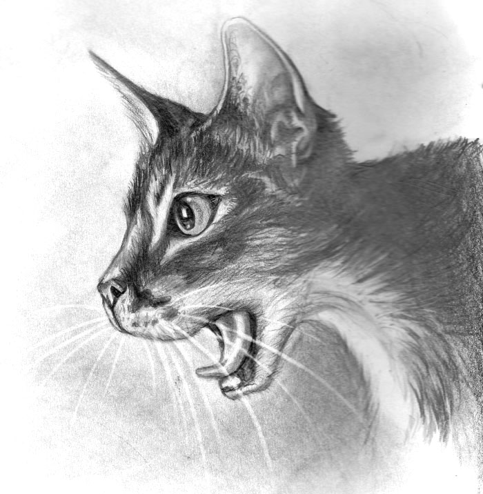 drawing of a cat meowing