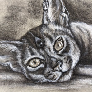 charcoal cat drawing