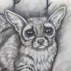 face of a ringtailed cat