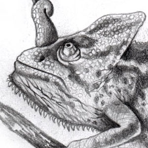 chameleon drawing