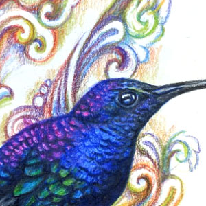 drawing of a hummingbird