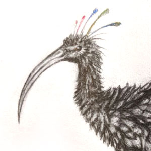 drawing of an ibis bird