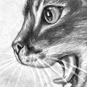 drawing of a cat meowing