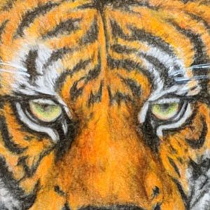 drawing of a tiger