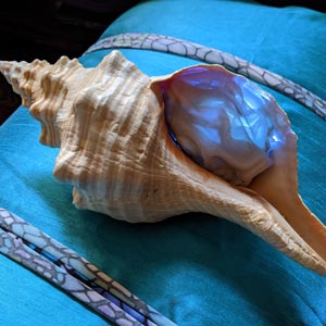 seashell interactive sculpture