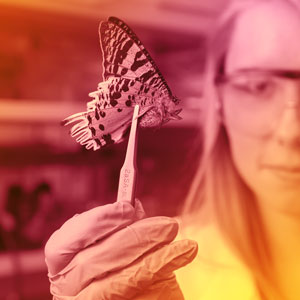 researcher with a butterfly