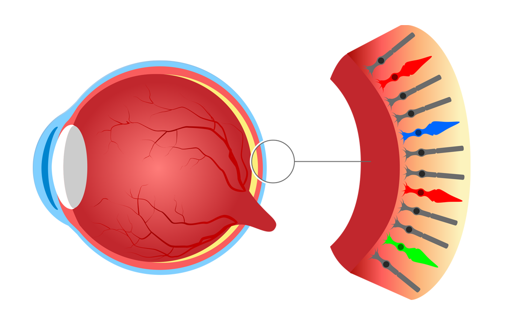 illustration of a human eye anatomy with inset of cone cells