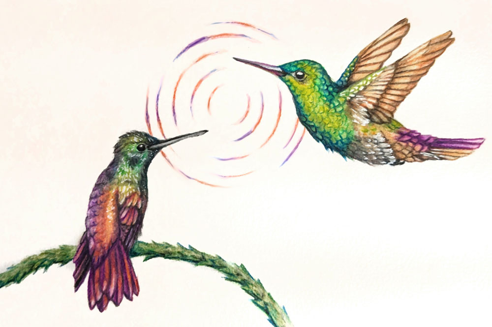 illustration of two hummingbirds in love, with concentric circles in the air between them