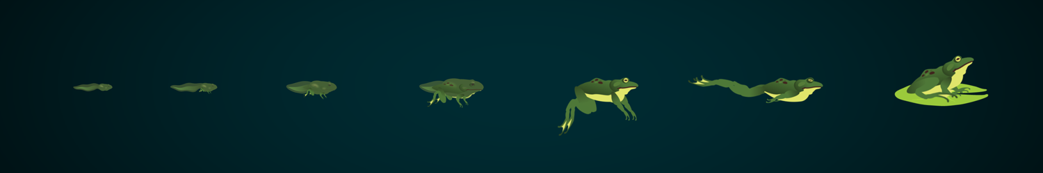 frog metamorphosis illlustration