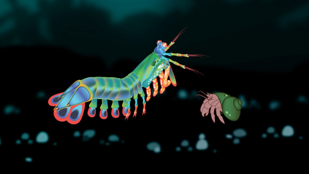 illustration of a mantis shrimp confronting a hermit crab