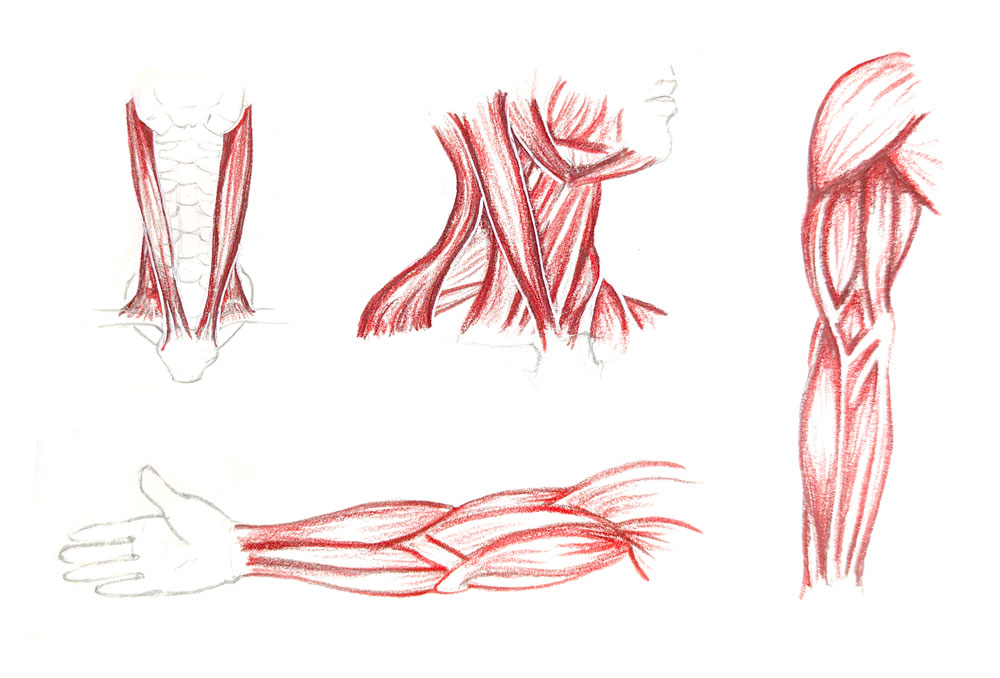 illustration of musles of the human neck and arm