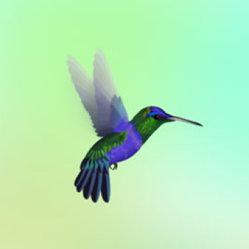 thumbnail of a hummingbird