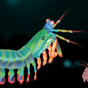 thumbnail of a mantis shrimp illustration