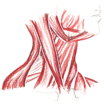 thumbnail of scientic neck muscles illustration