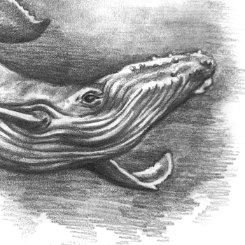 thumbnail of a graphite whale drawing