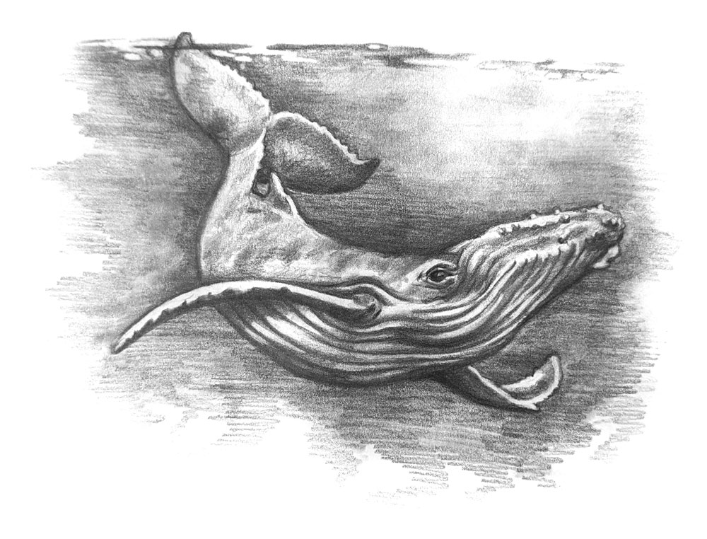 illustration of a humpback whale