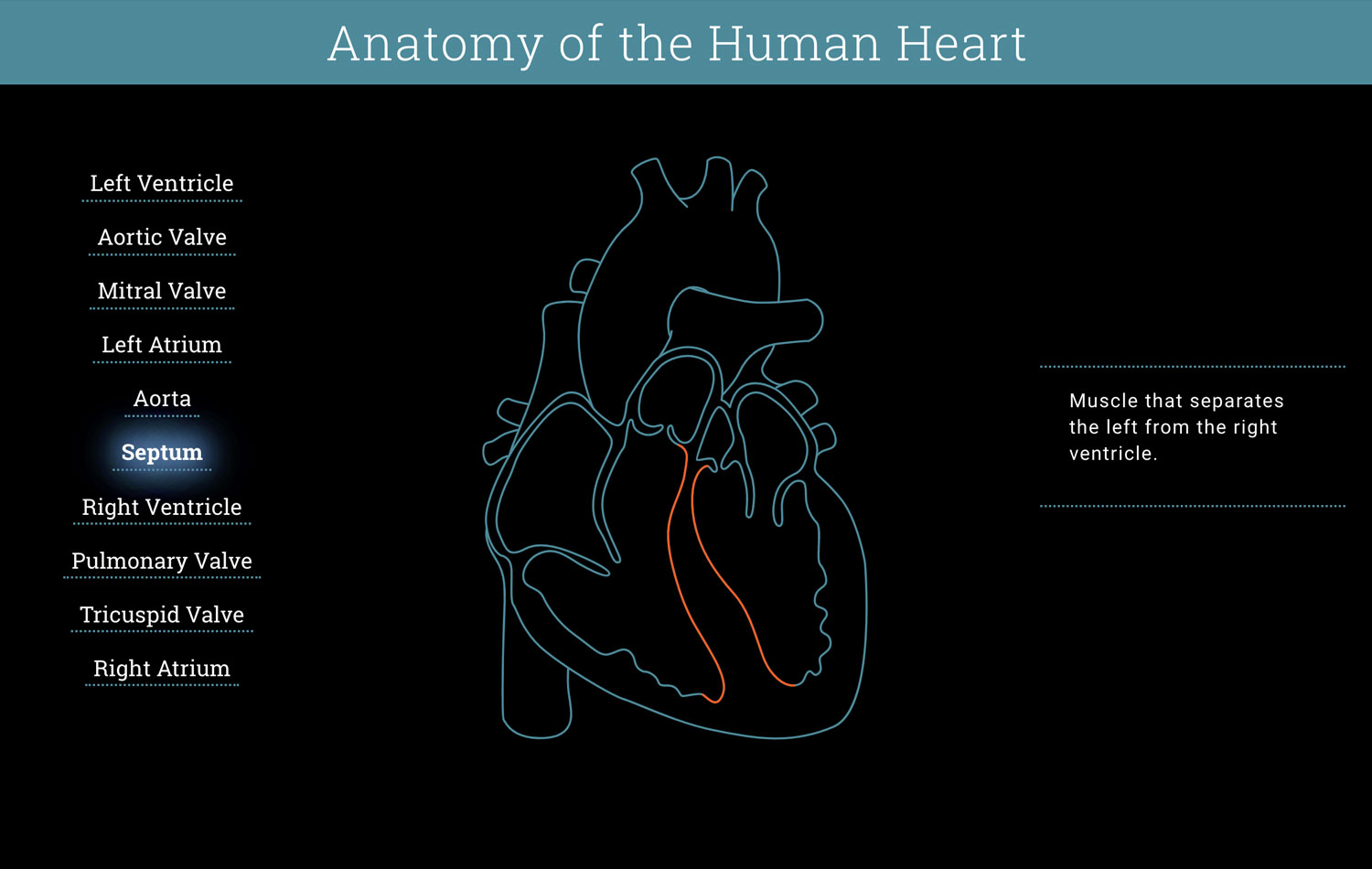interactive heart diagram on a computer screen