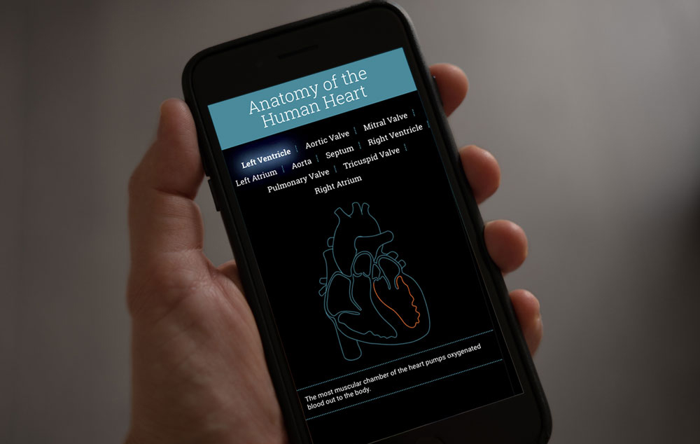 interactive heart diagram on a phone